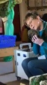 Hedgehog rescue
